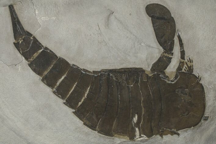 Eurypterus (Sea Scorpion) Fossil - New York #369300